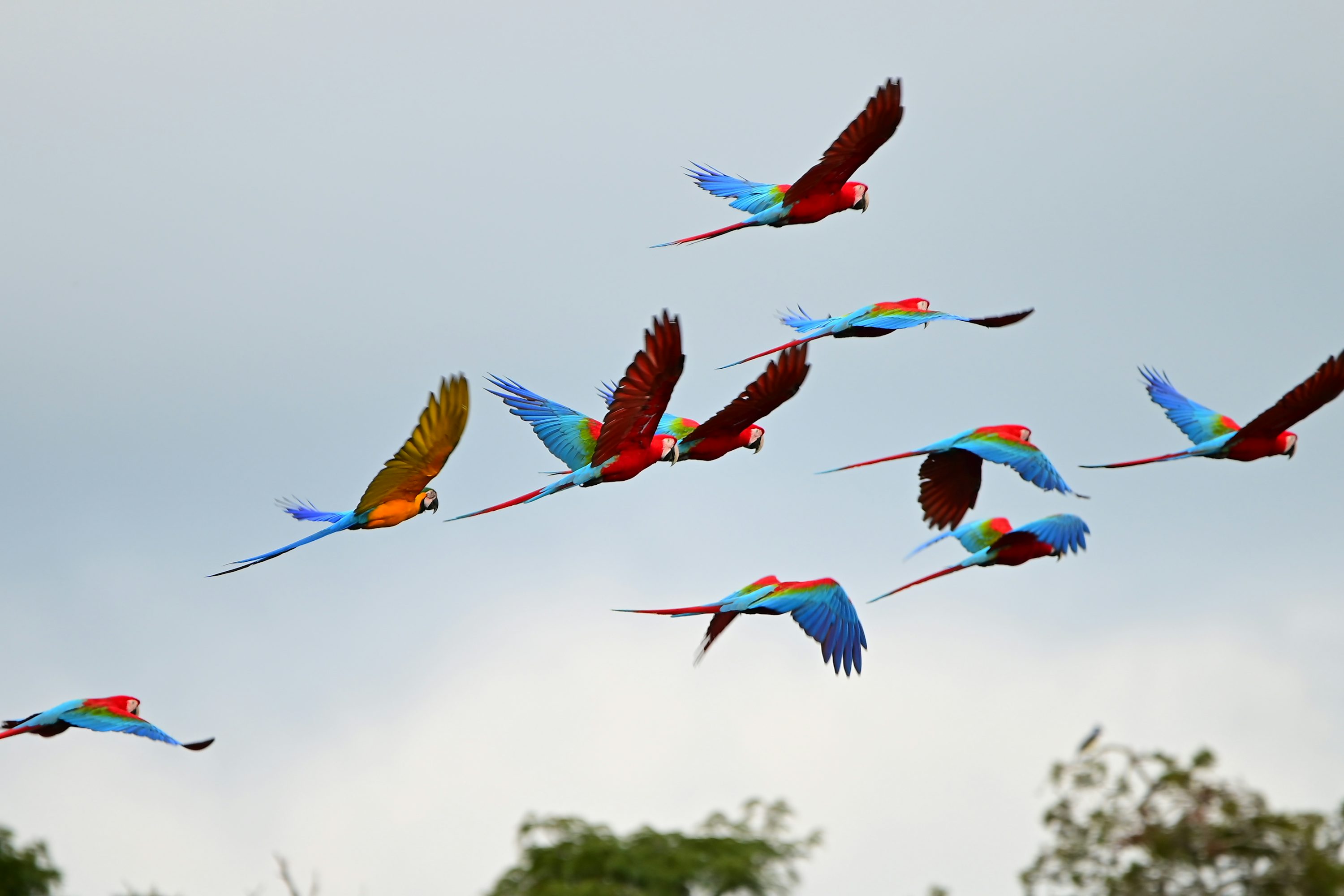 COLOURFULL BIRDS