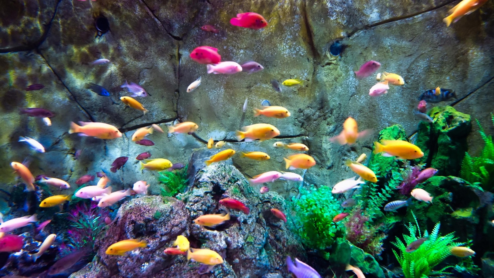 colorful aquarium fishes :