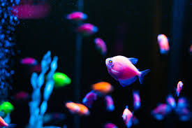 COLOR FISH
