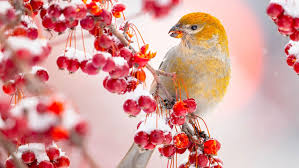 Always provide fresh water along with food.